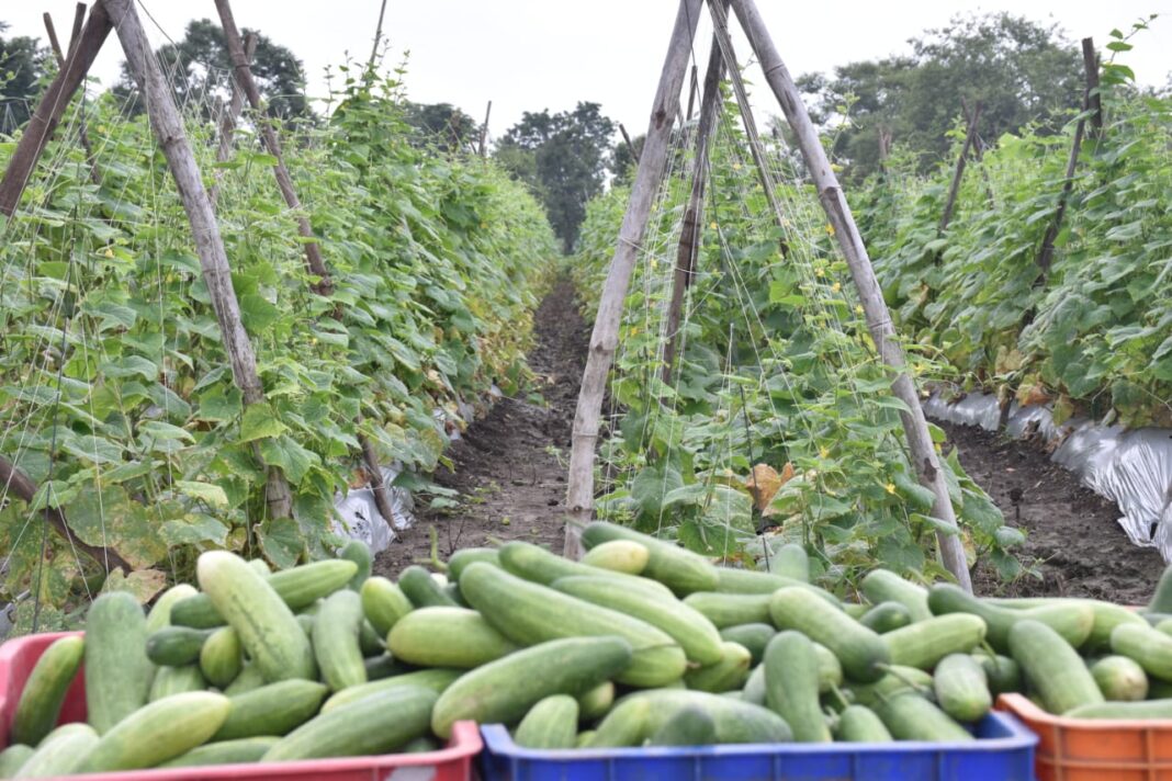 Cucumber