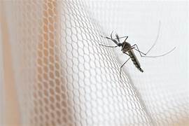 Mosquito