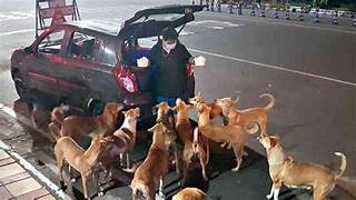 Dogs