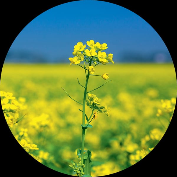 Rajnandgaon Prepares to Expand Mustard Cultivation Under Price Support Scheme