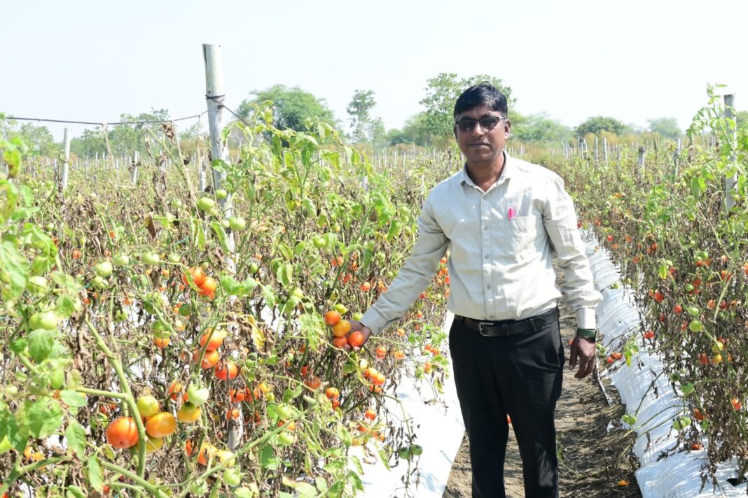 Rajnandgaon Farmer Earns ₹2.35 Lakh Profit from Tomato Cultivation Using Modern Horticulture Methods