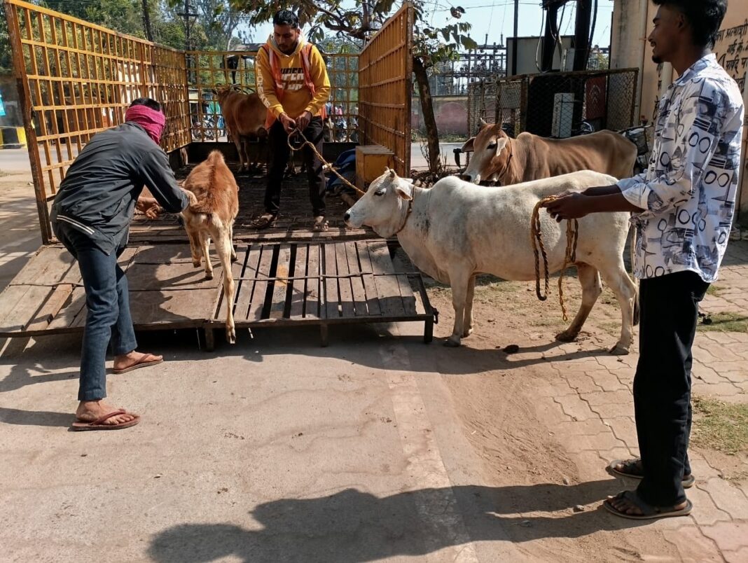 Municipal Corporation Intensifies Cattle Catching Drive, Eight Stray Animals Seized in City Areas