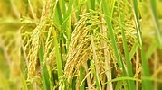 Paddy Procurement Drive Brings Cheer to Farmers in Rajnandgaon