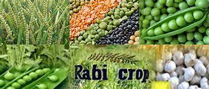 Rabi Crop