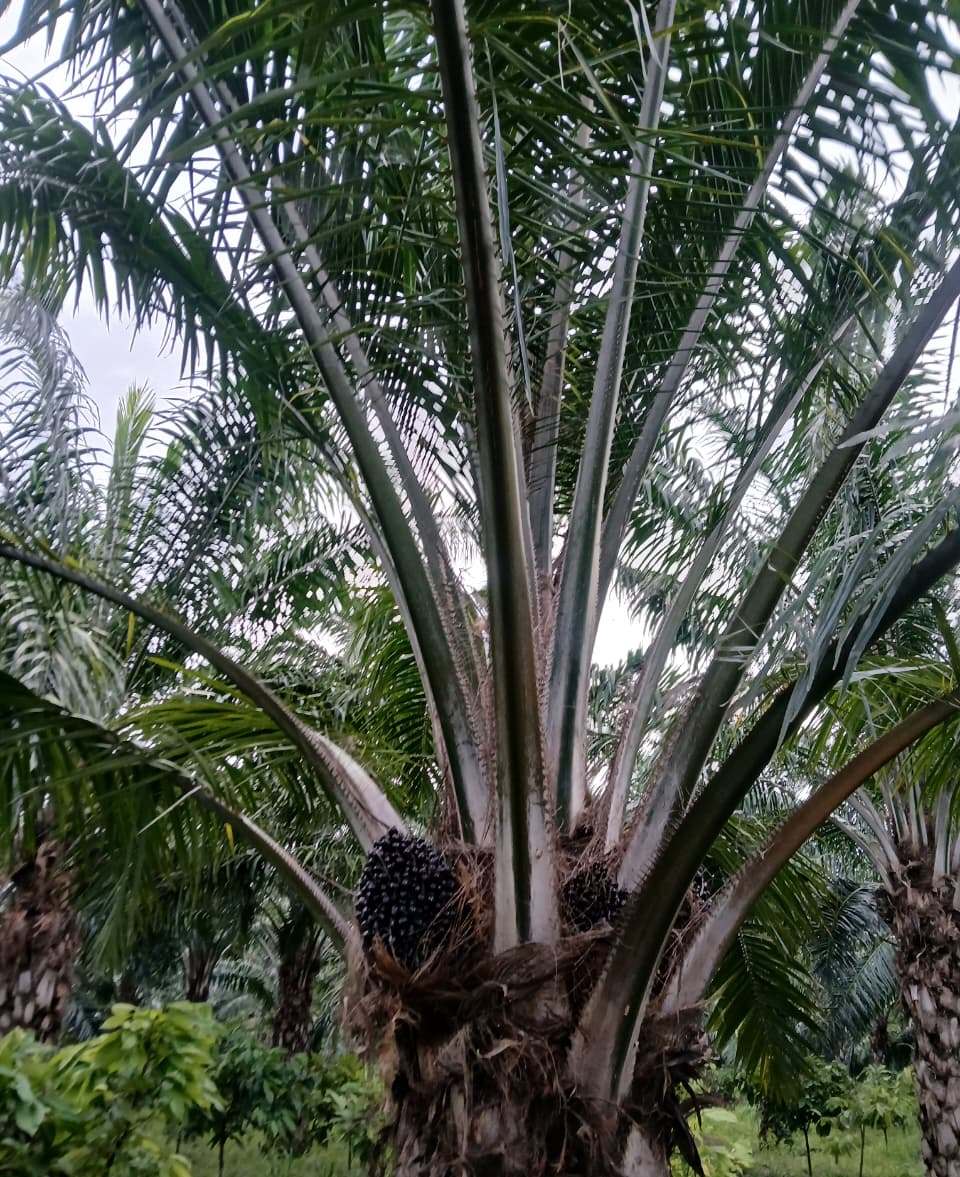 Additional Subsidy Offered to Farmers for Oil Palm Cultivation Under National Mission on Edible Oils