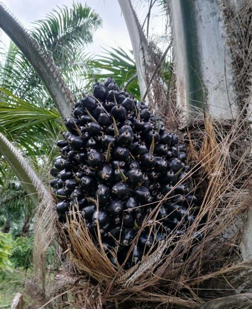 Barbarika Truth News India-image= January 14, 2026