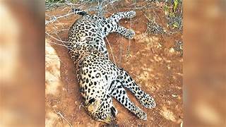 Leopard Found Dead in Raniganj Forest of Rajnandgaon: Natural Death or Systemic Negligence?