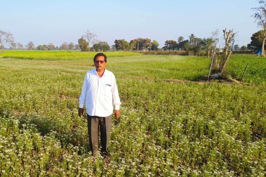Farmer Daulatram Shifts to Coriander Cultivation in Place of Summer Paddy