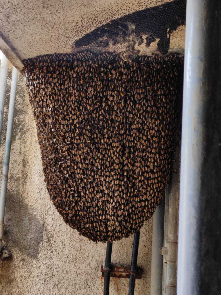 Barbarika Truth News India-image= February 5, 2026