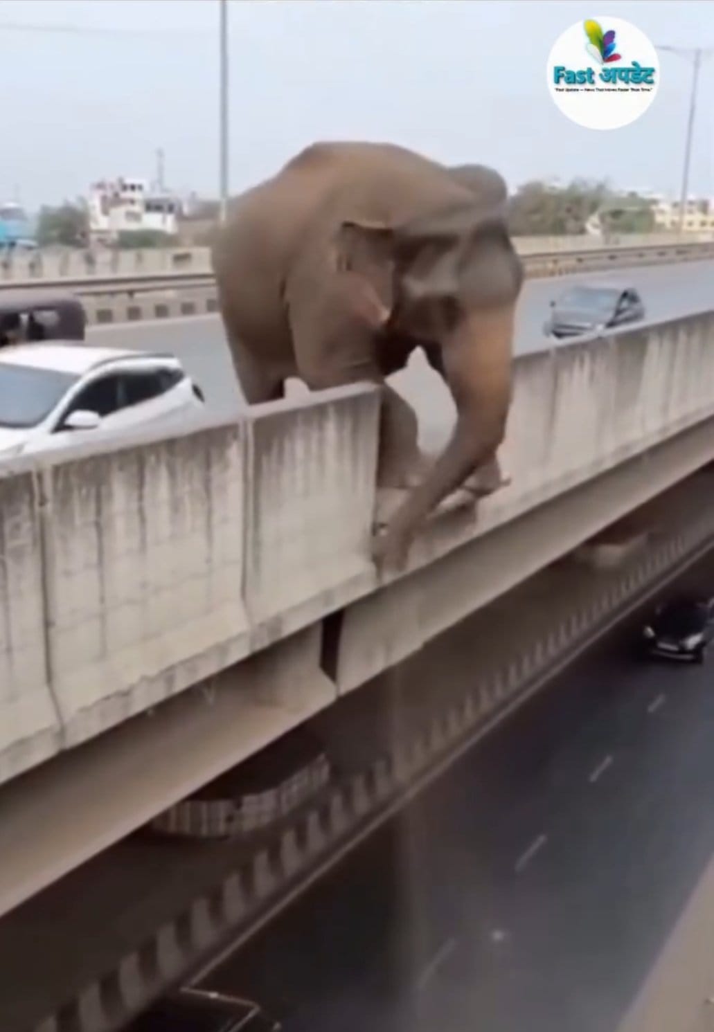 रांची में मौत के मुंह से बाल-बाल बचा शहर: फ्लाईओवर से गिरा जंगली हाथी, कंक्रीट के साथ नीचे आया और कार से चूककर टला हादसा