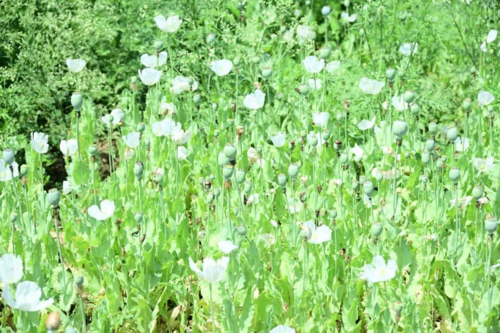 Barbarika Truth News India-image= March 7, 2026