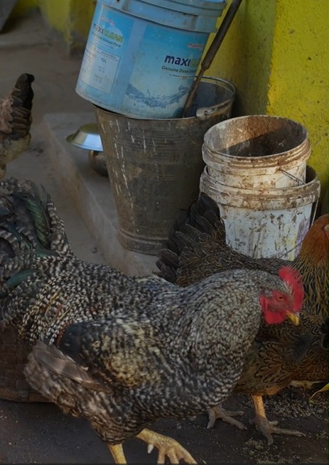 Integrated Fish–Poultry Farming Turns Young Farmer Ankit Lakda into a Model of Agricultural Innovation