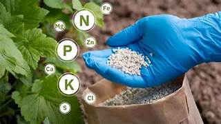 Hoarders of Chemical Fertilisers Will Face Jail: Agriculture Minister Ramvichar Netam