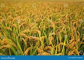 Over 65,000 Quintals of Paddy Yet to Be Lifted Four Months After Procurement; Concerns Grow Over Potential Losses