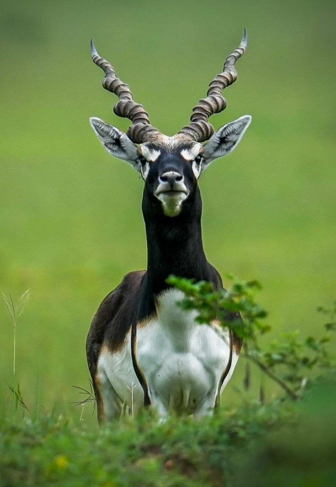 Chhattisgarh’s Ecological Restoration Model: Return of Blackbucks to Barnawapara Marks Conservation Success