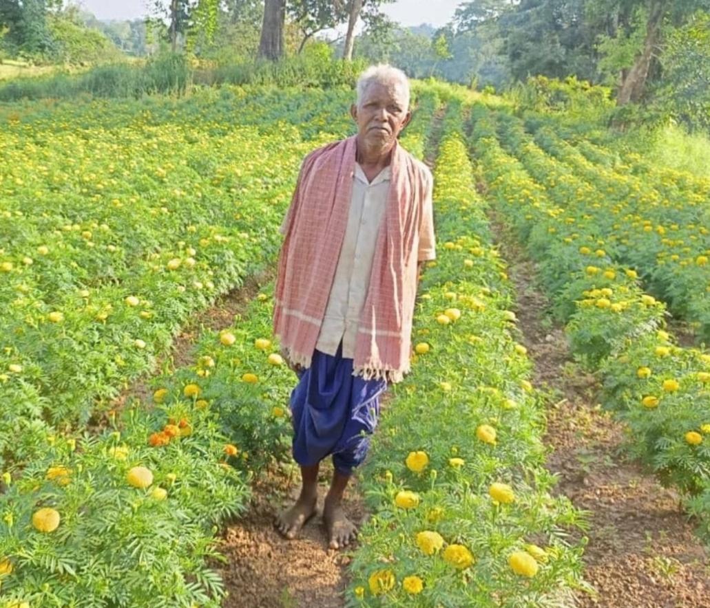 Agriculture News: From Paddy to Floriculture Farmer Anandram Sidar Earns ₹3 Lakh Through Marigold Cultivation