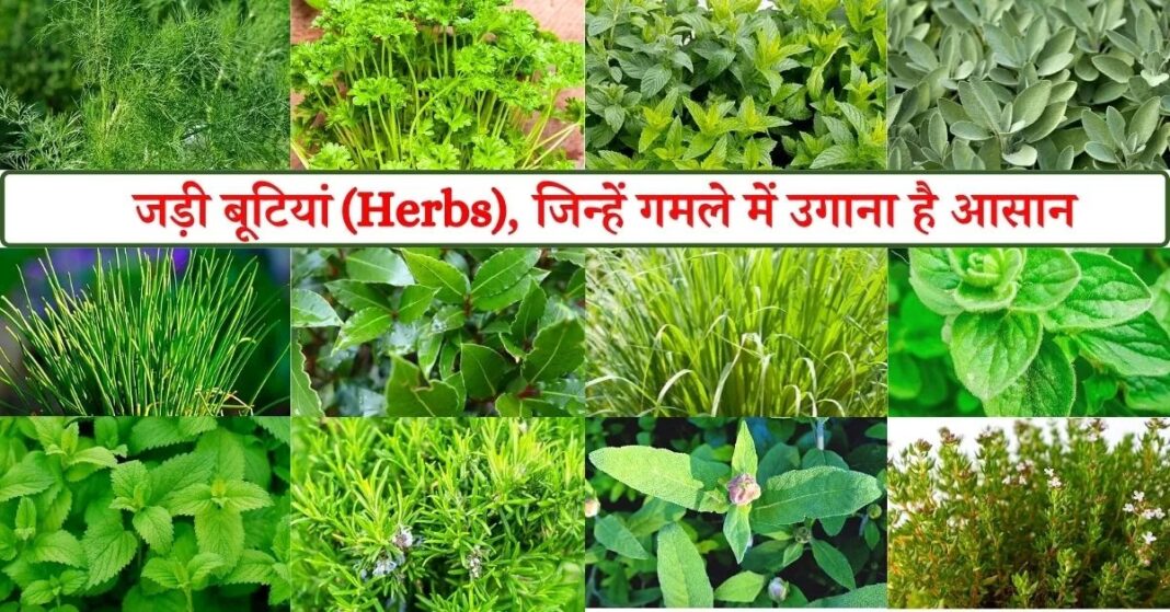 Herbal