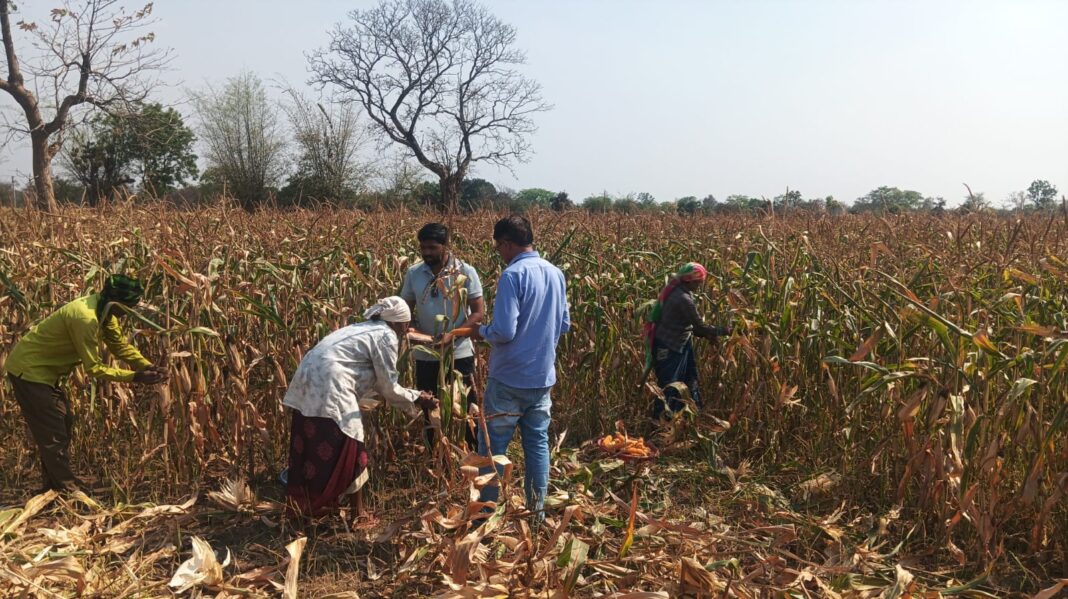 Maize