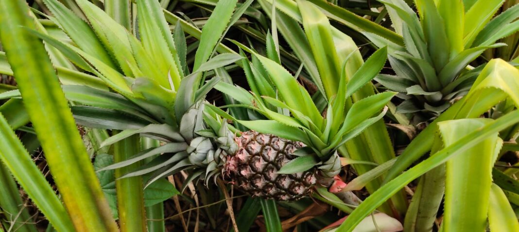 Pineapple