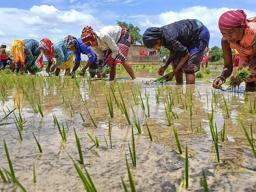 Special Agricultural Advisory Issued for Farmers in View of Potential El Niño Impact