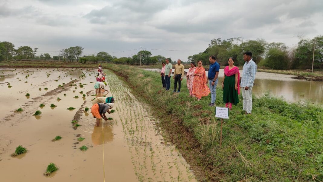 KVK Rajnandgaon Issues Timely Weed Management Advisory for Paddy Amid Possible El Niño Impact