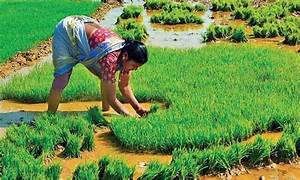 Farmers Advised to Shift from Paddy to Alternative Crops in Rainfed Areas, Government Offering ₹15,000 Per Acre Incentive