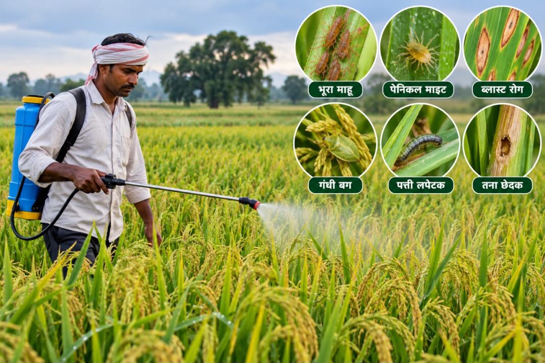 Continuous Rainfall Raises Pest and Disease Risk in Crops; Agriculture Department Issues Advisory to Farmers