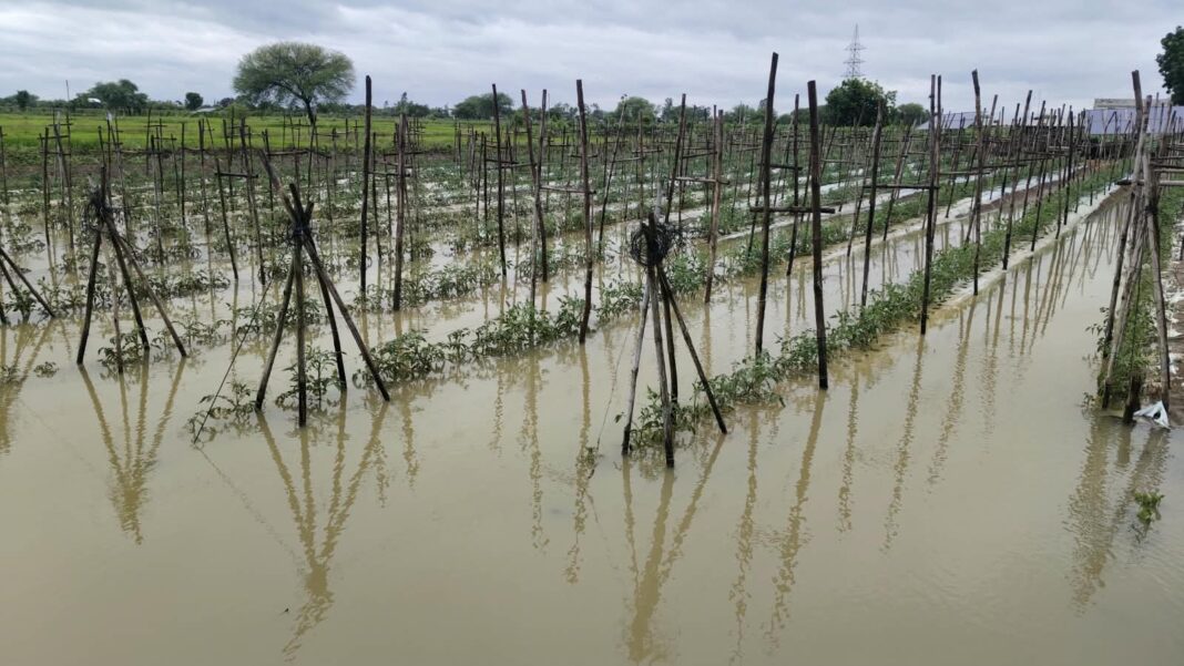 Heavy Rain Causes Major Crop Losses, Farmers Seek Immediate Compensation: Daduram Sonkar