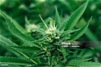 Ganja