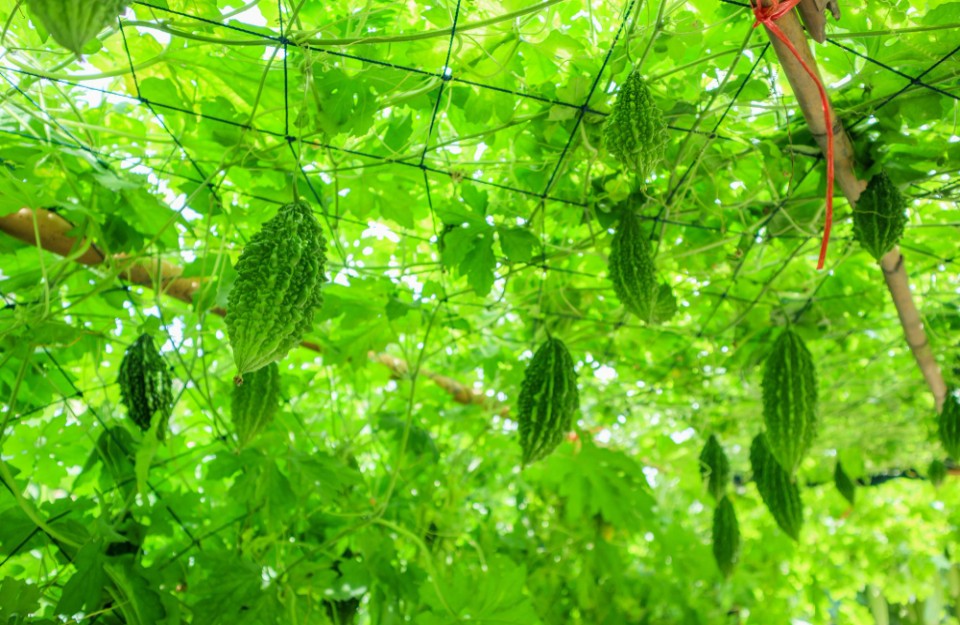 Advanced Bitter Gourd Farming Transforms Mahasamund Farmer Narayan Prasad Verma’s Fortunes